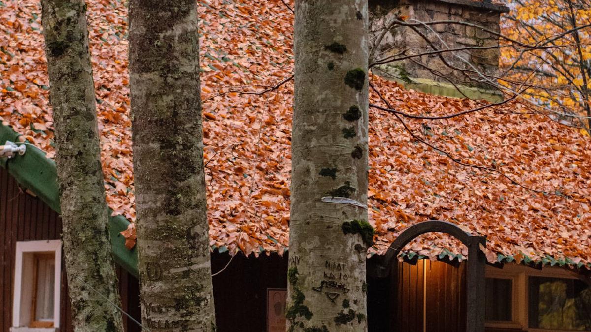 Embracing Fall with Affirmations and Meditations